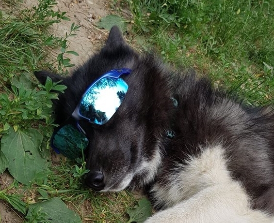 35052240_10214651154086826_7209915437486702592_n